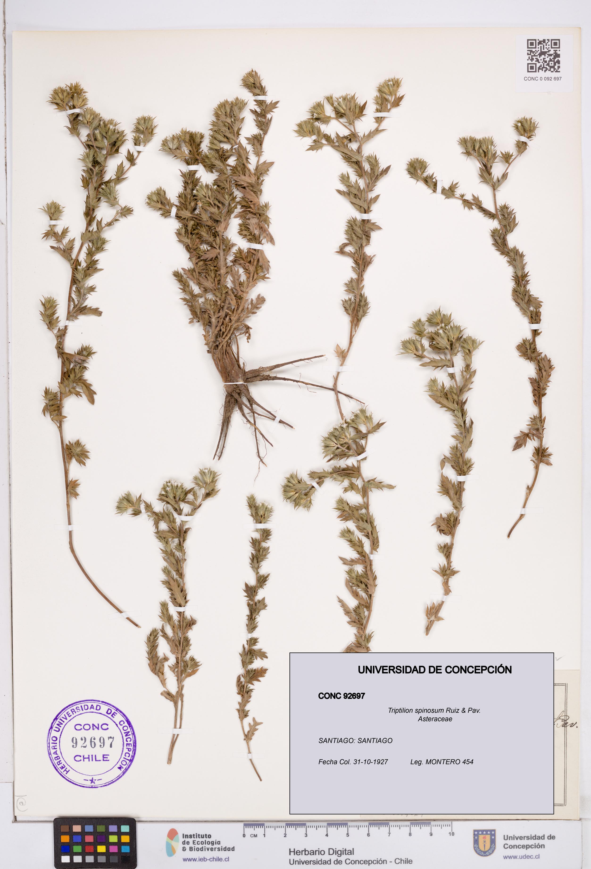 Triptilion spinosum [Espécimen: ]