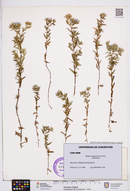 Triptilion spinosum [Espécimen: ]