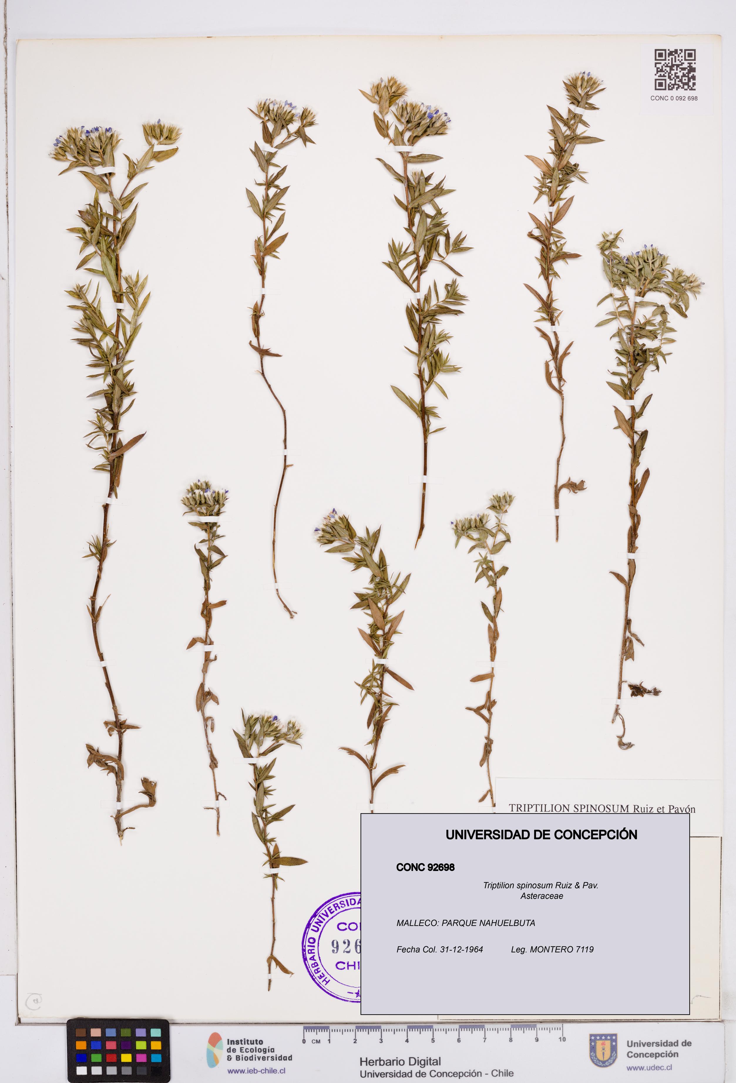 Triptilion spinosum [Espécimen: ]