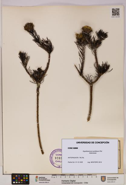 Gypothamnium pinifolium [Espécimen: UDEC:CONC:0092699]