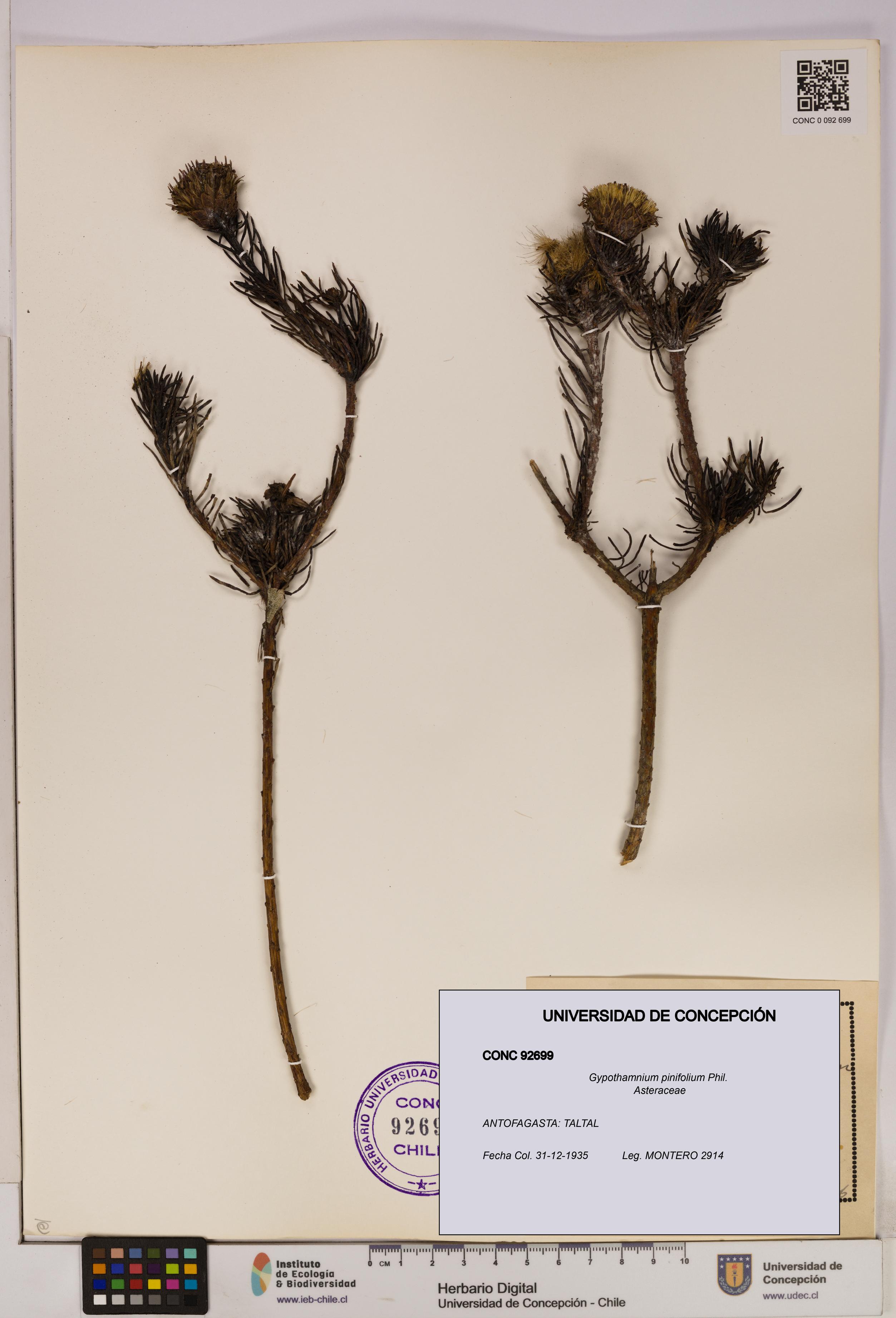Gypothamnium pinifolium [Espécimen: UDEC:CONC:0092699]