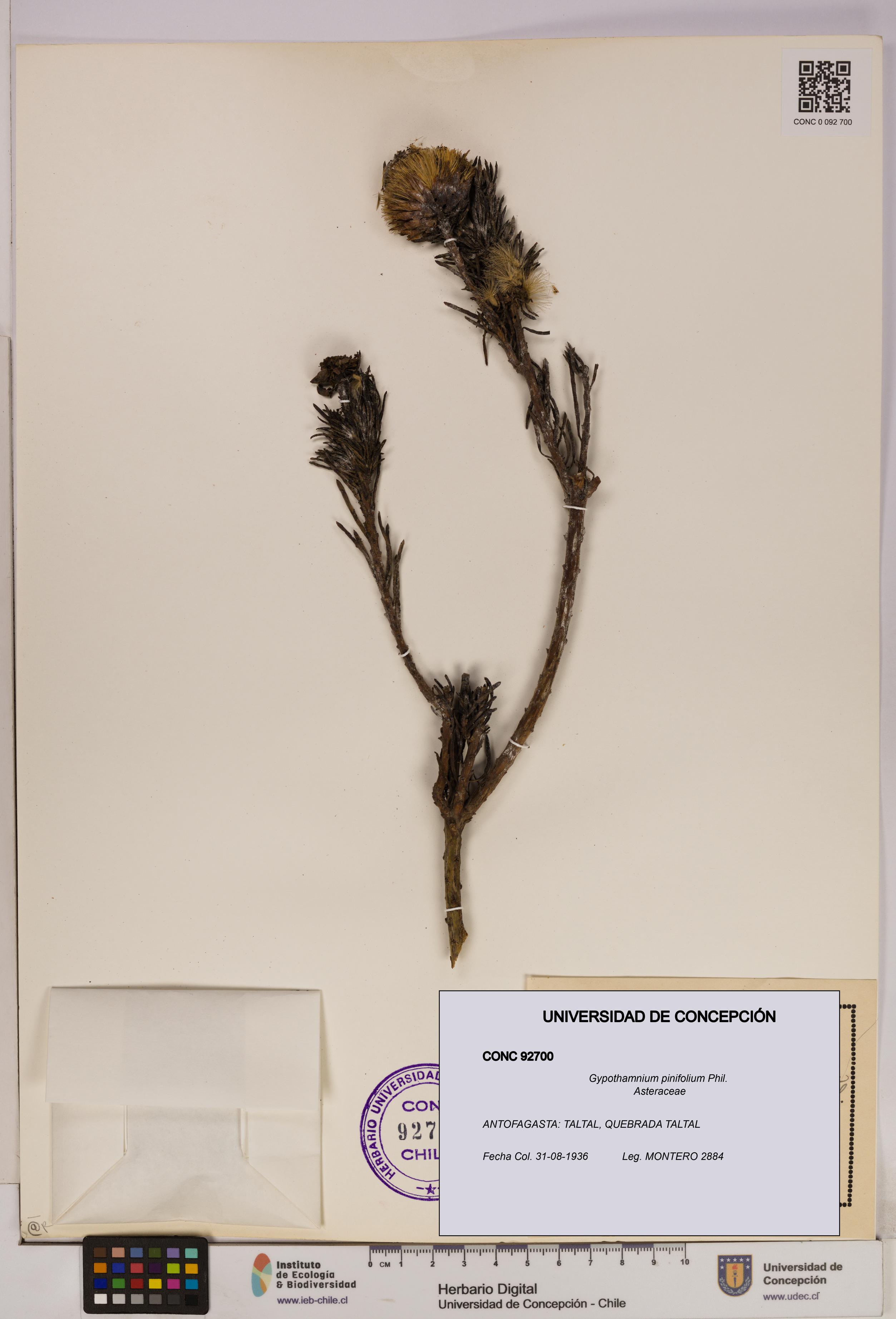 Gypothamnium pinifolium [Espécimen: UDEC:CONC:0092700]