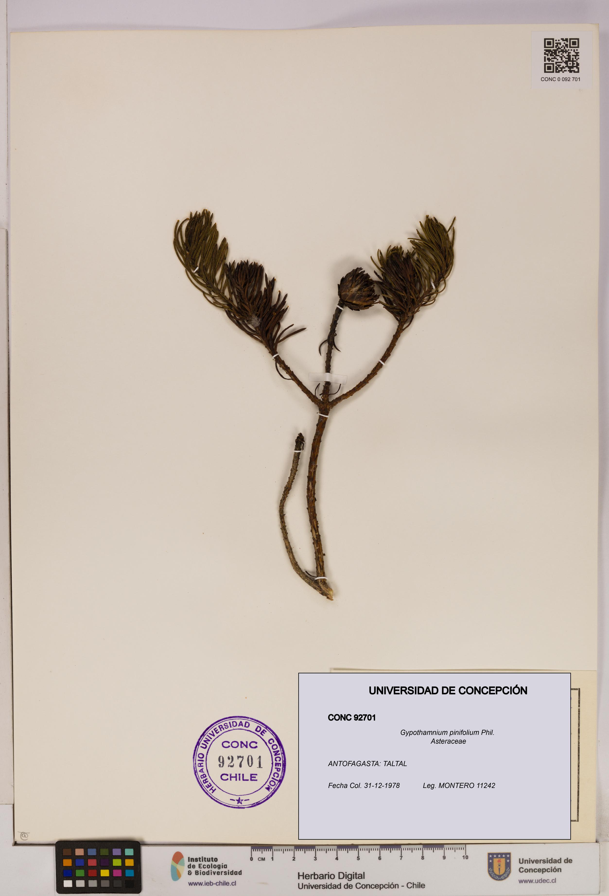 Gypothamnium pinifolium [Espécimen: UDEC:CONC:0092701]