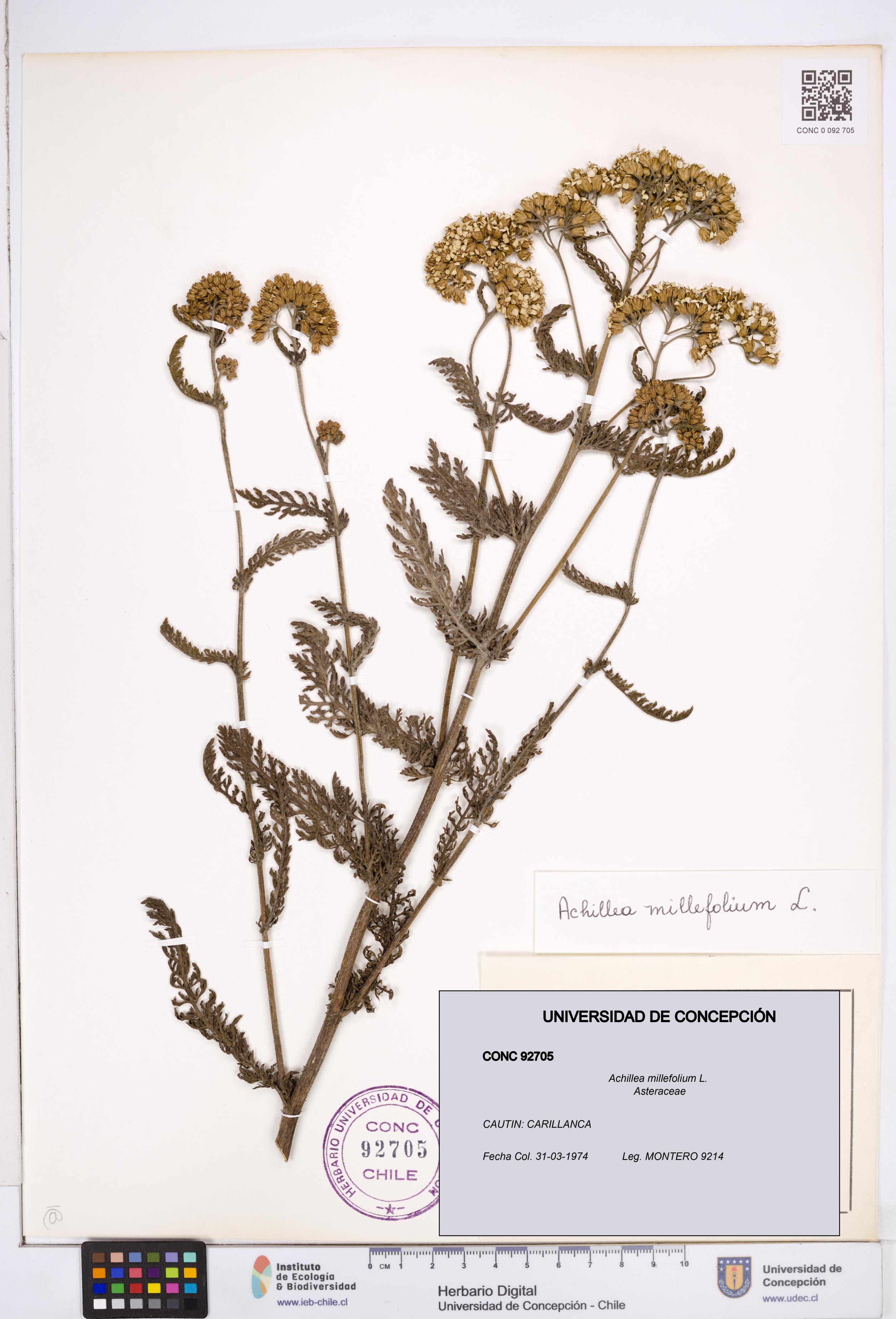 Achillea millefolium [Espécimen: ]