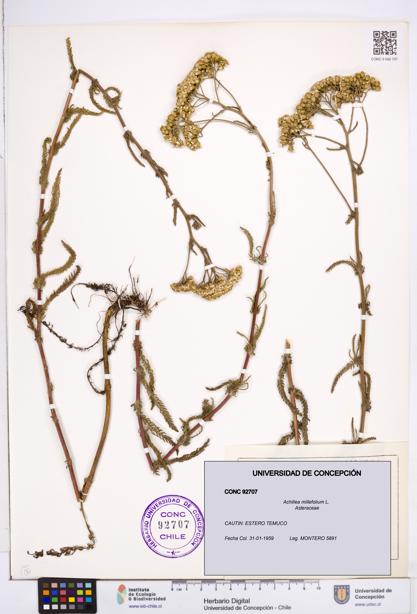 Achillea millefolium [Espécimen: ]
