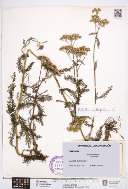 Achillea millefolium [Espécimen: ]