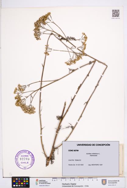 Achillea millefolium [Espécimen: ]