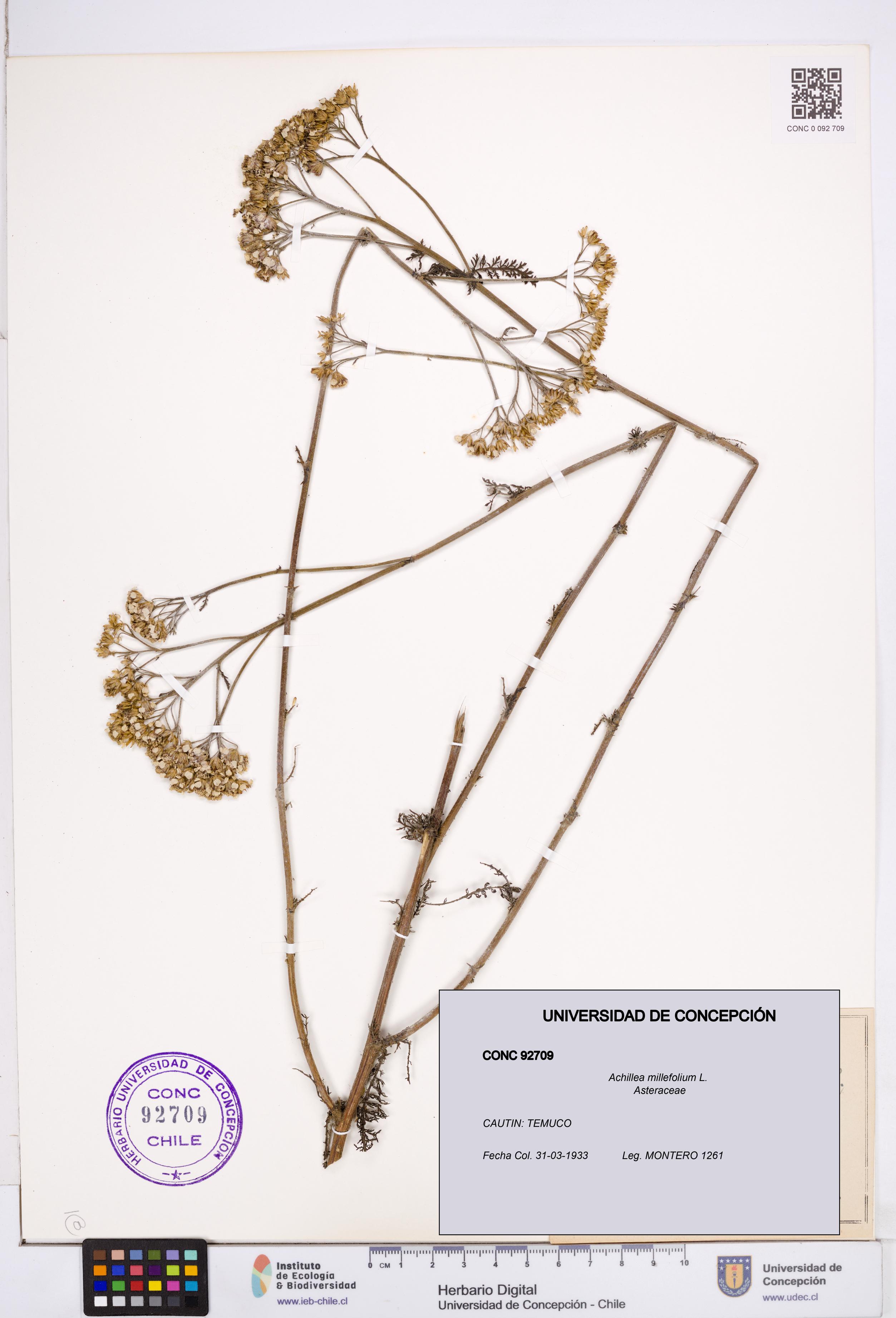 Achillea millefolium [Espécimen: ]