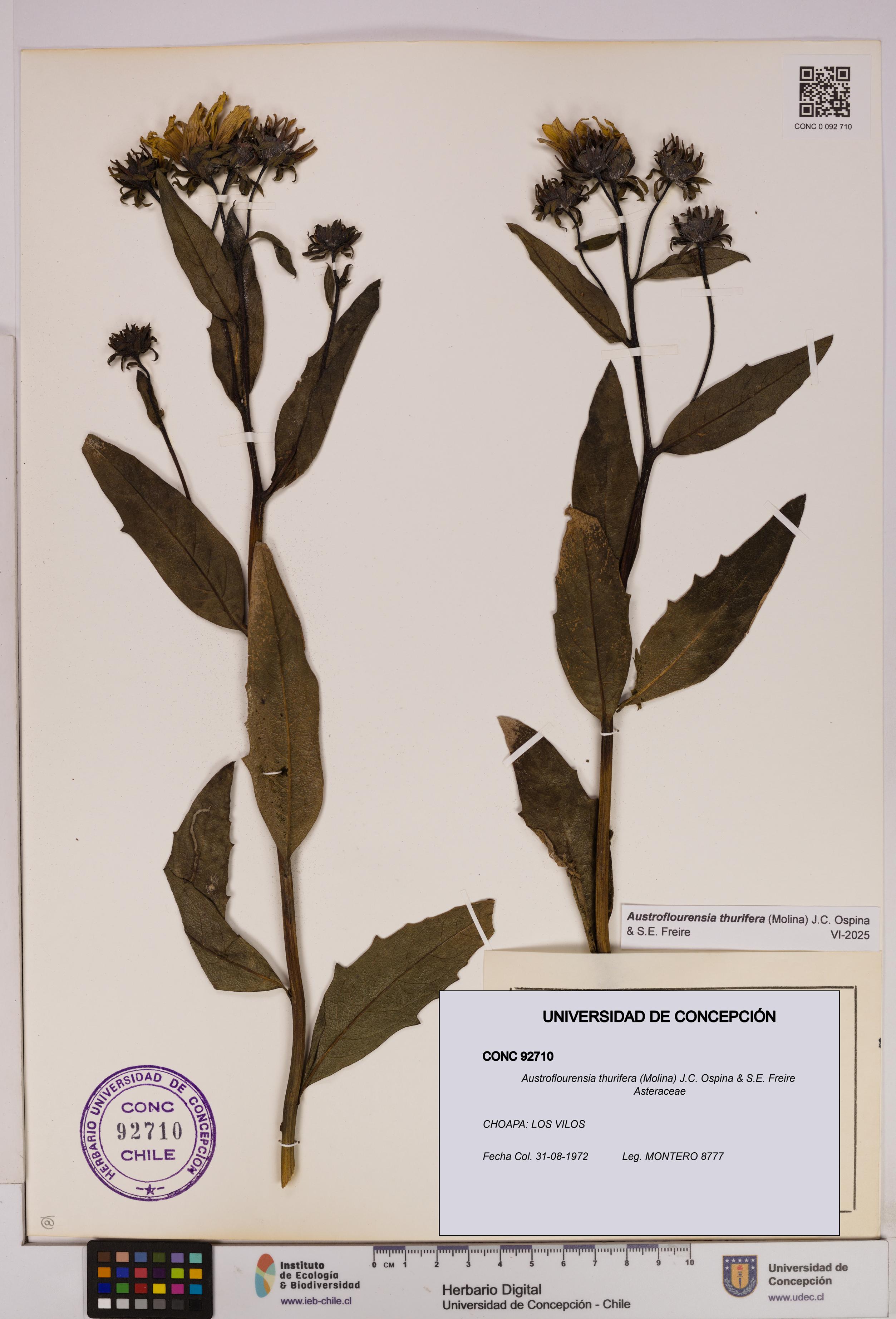 Austroflourensia thurifera [Espécimen: UDEC:CONC:0092710]
