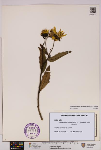 Austroflourensia thurifera [Espécimen: UDEC:CONC:0092711]