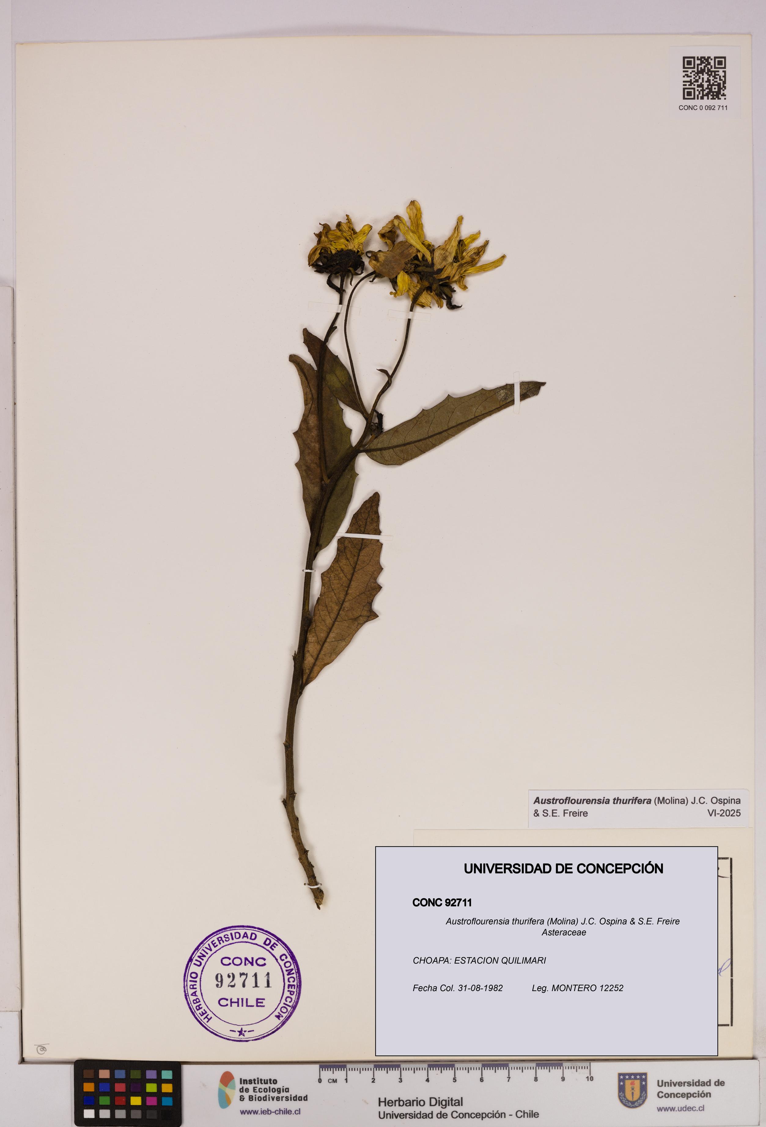 Austroflourensia thurifera [Espécimen: UDEC:CONC:0092711]