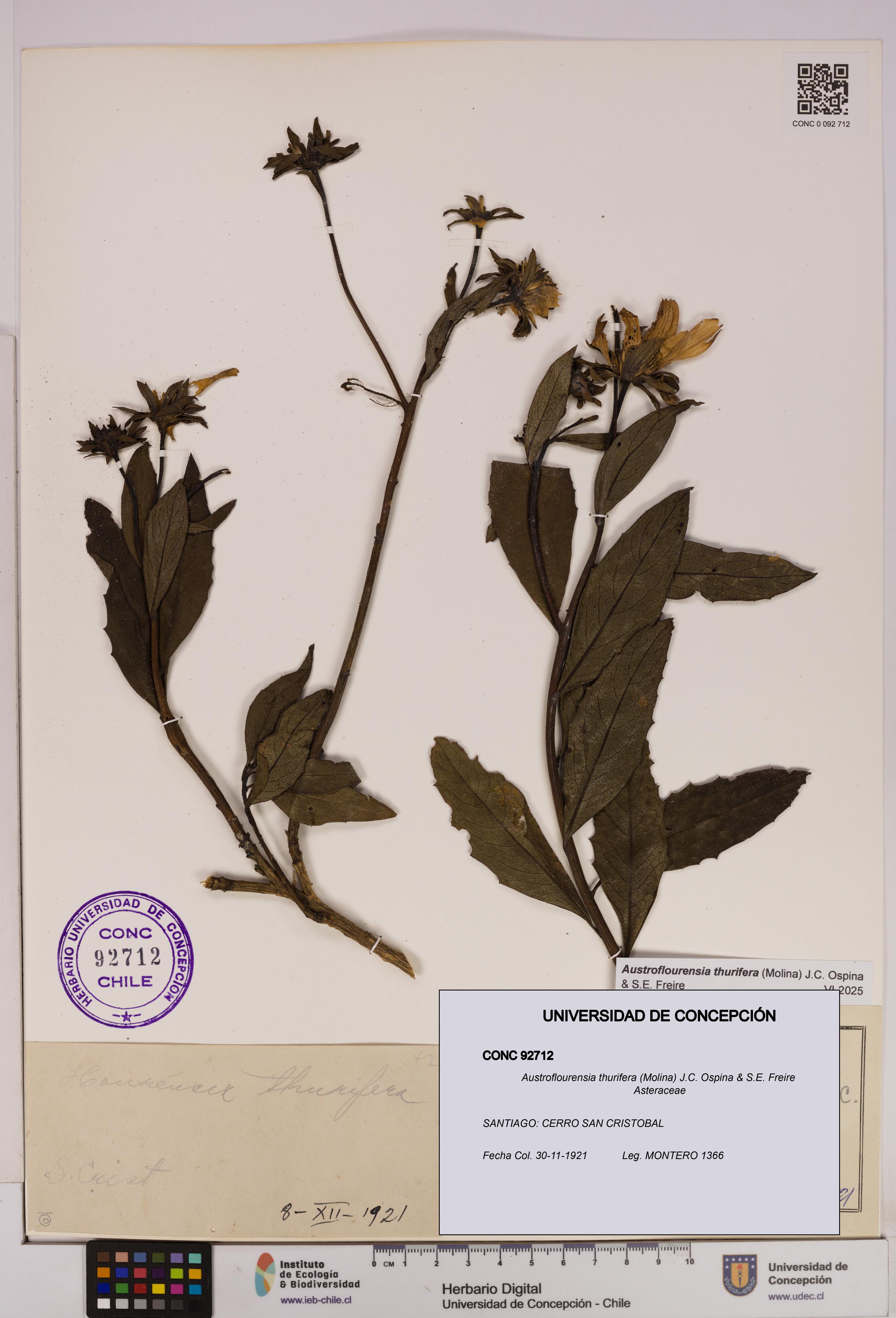 Austroflourensia thurifera [Espécimen: UDEC:CONC:0092712]