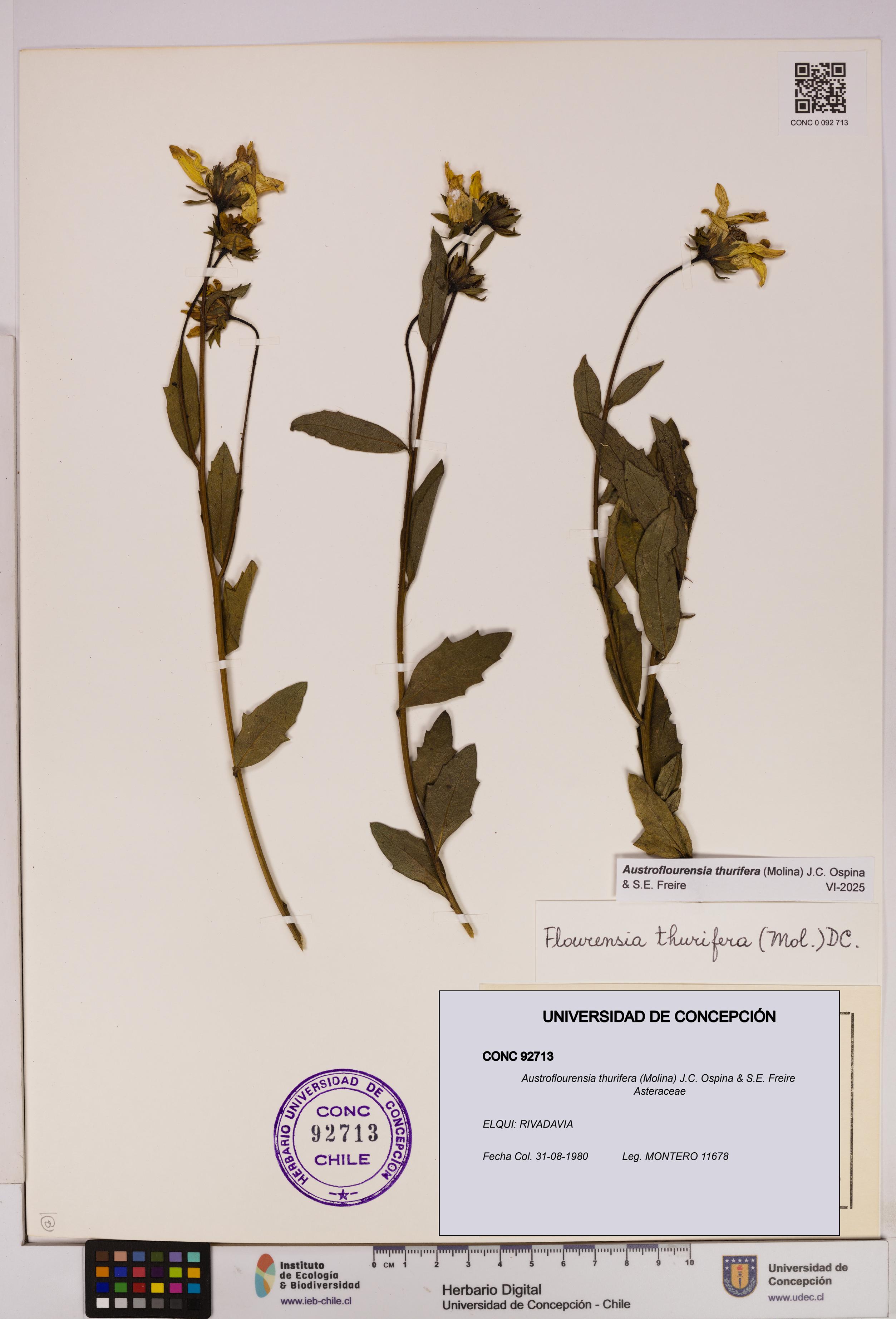 Austroflourensia thurifera [Espécimen: UDEC:CONC:0092713]