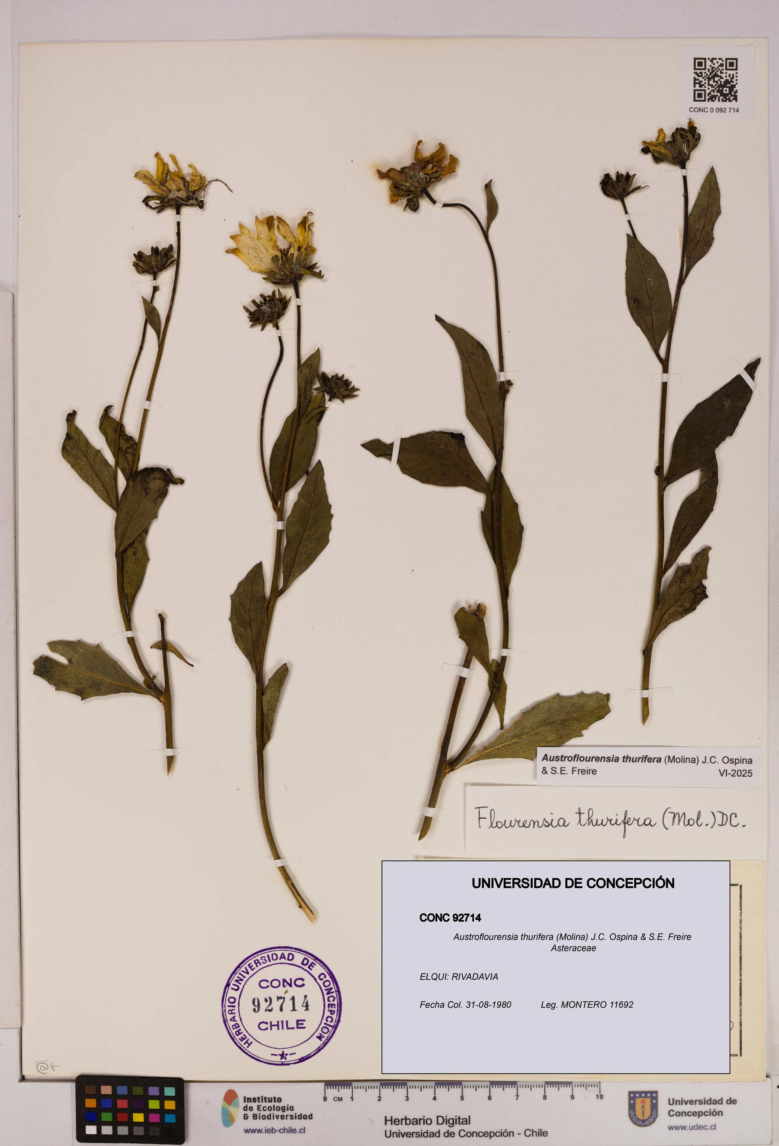 Austroflourensia thurifera [Espécimen: UDEC:CONC:0092714]