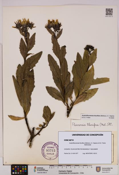 Austroflourensia thurifera [Espécimen: UDEC:CONC:0092715]