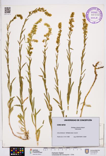 Solidago chilensis [Espécimen: ]