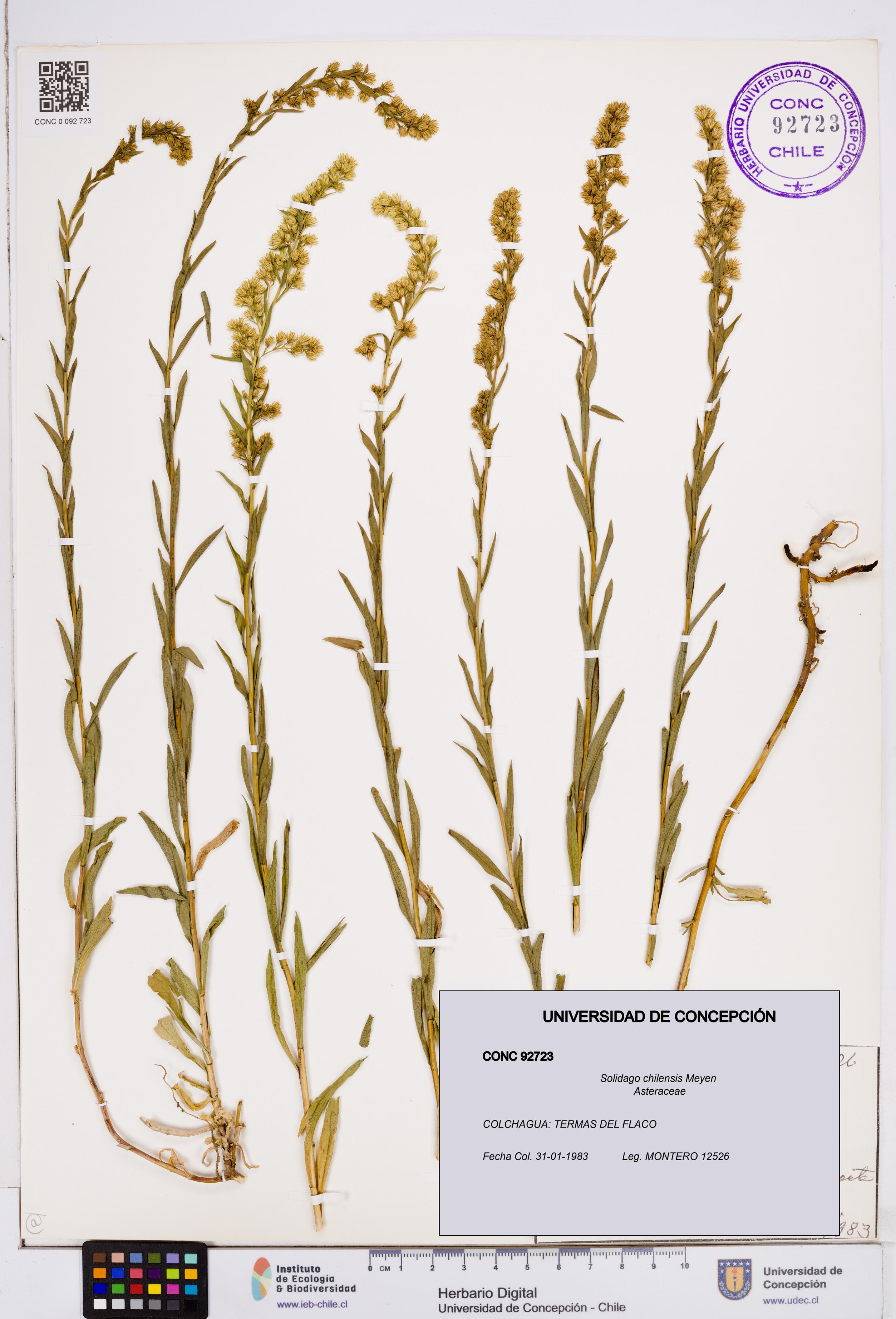 Solidago chilensis [Espécimen: ]