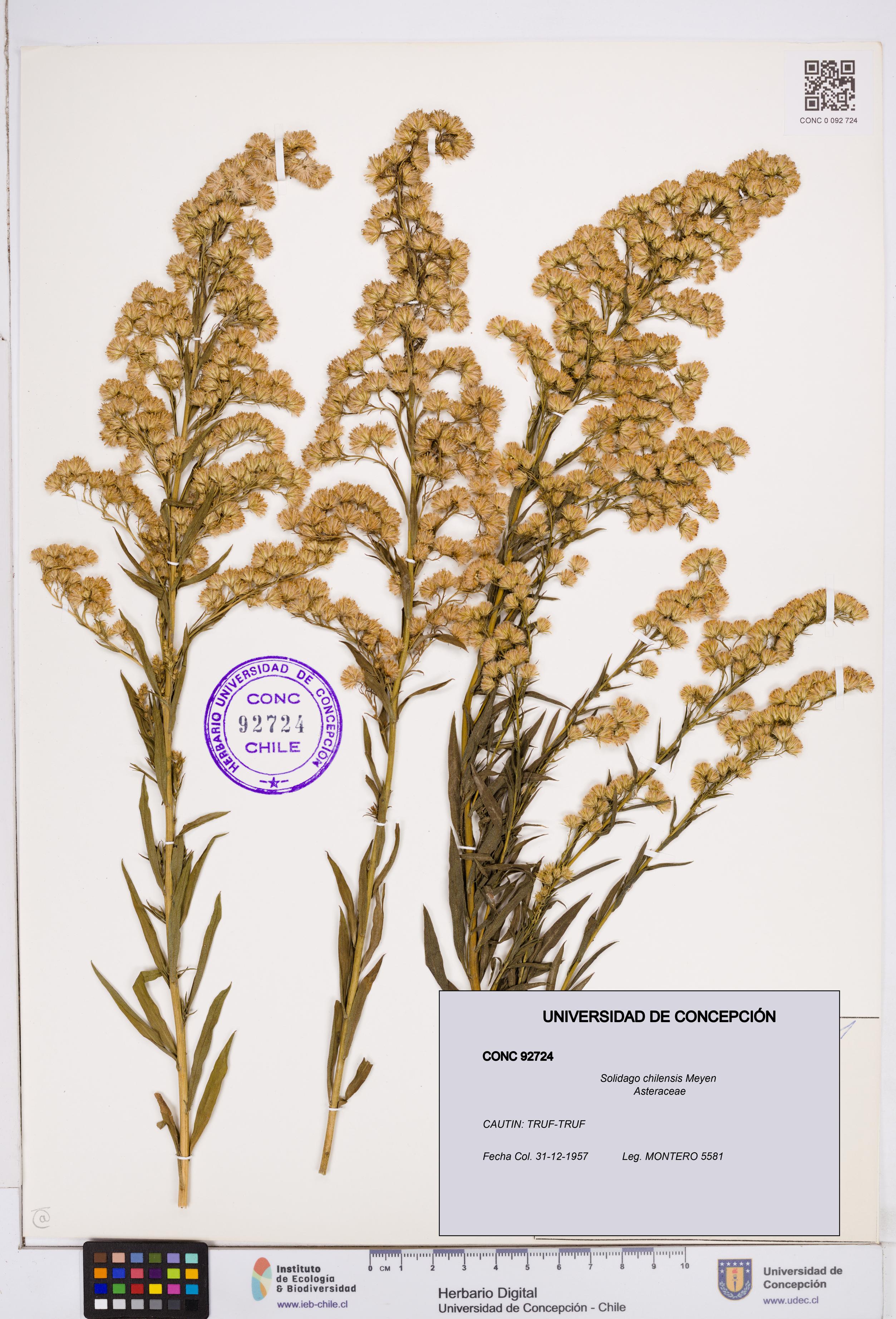 Solidago chilensis [Espécimen: ]