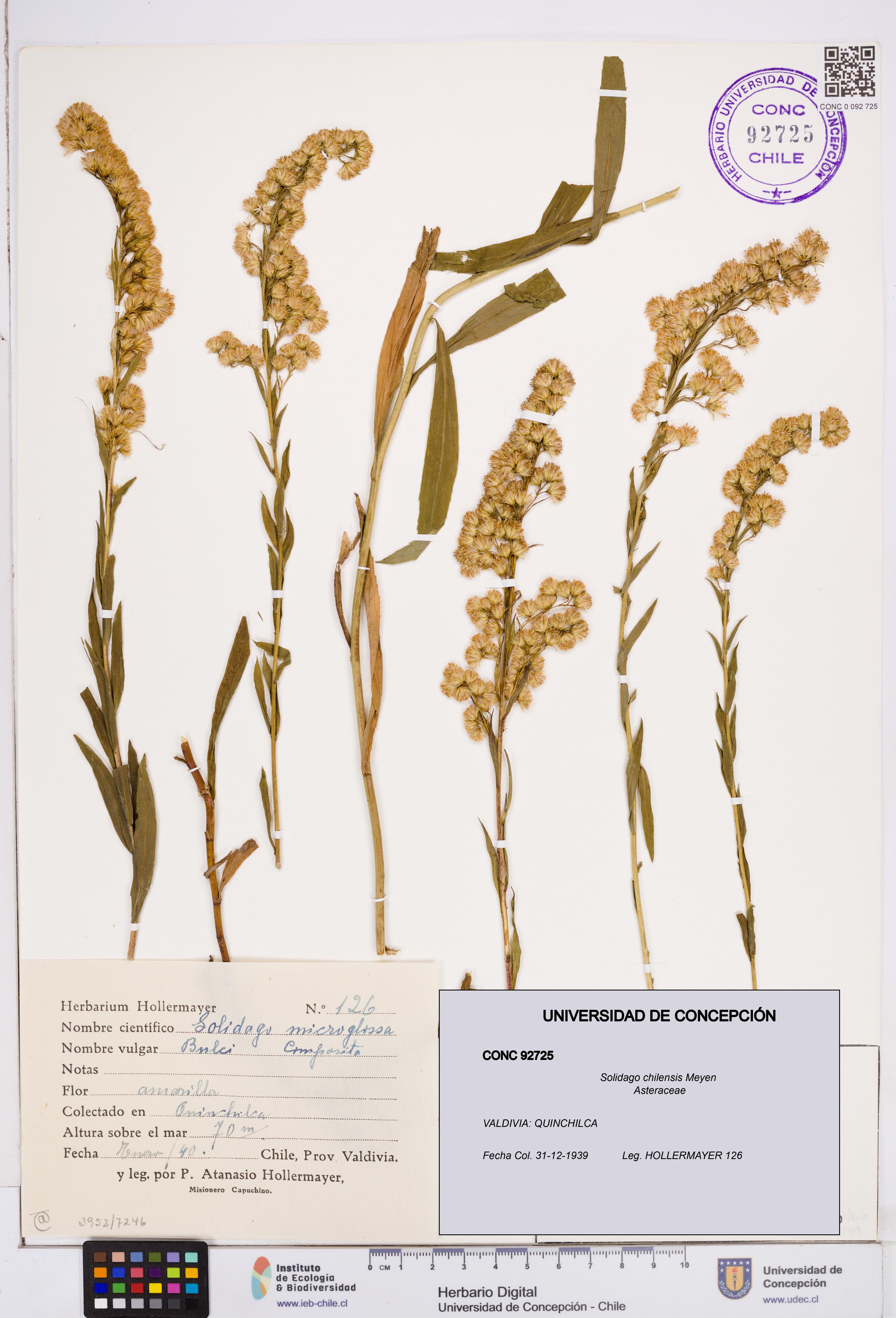 Solidago chilensis [Espécimen: ]