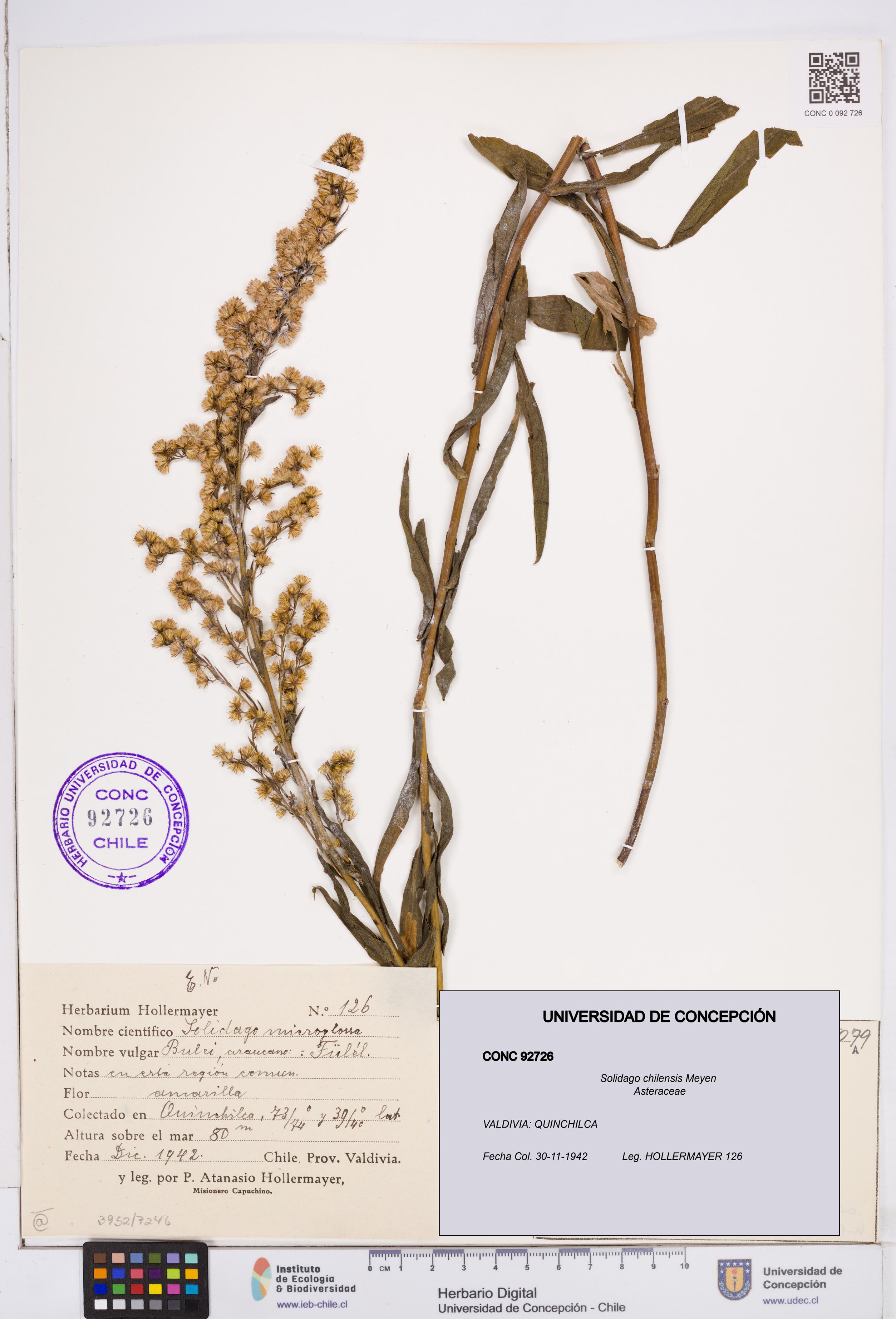Solidago chilensis [Espécimen: ]