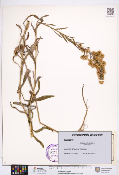 Solidago chilensis [Espécimen: ]