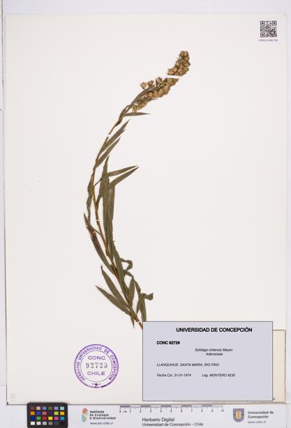 Solidago chilensis [Espécimen: ]