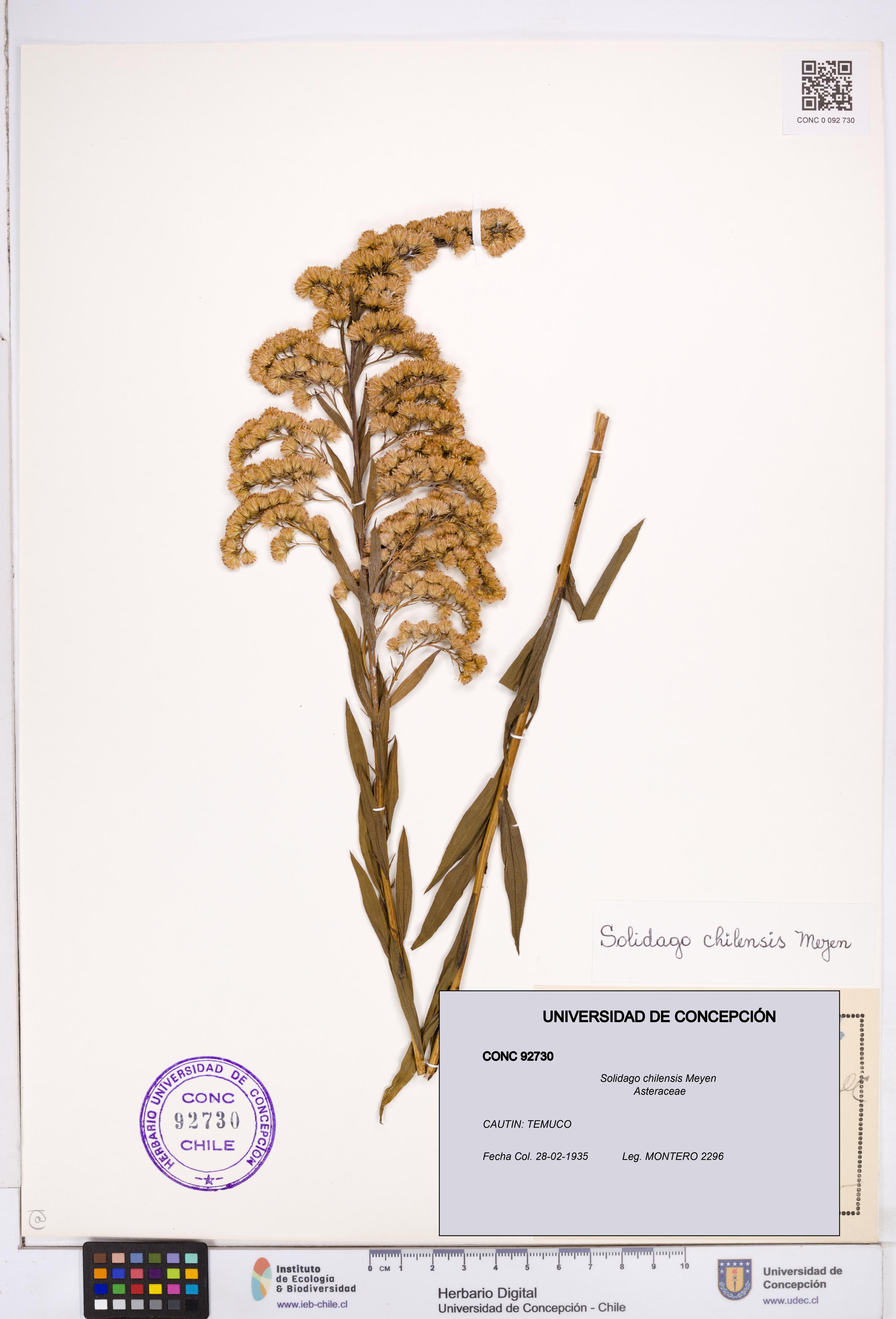 Solidago chilensis [Espécimen: ]