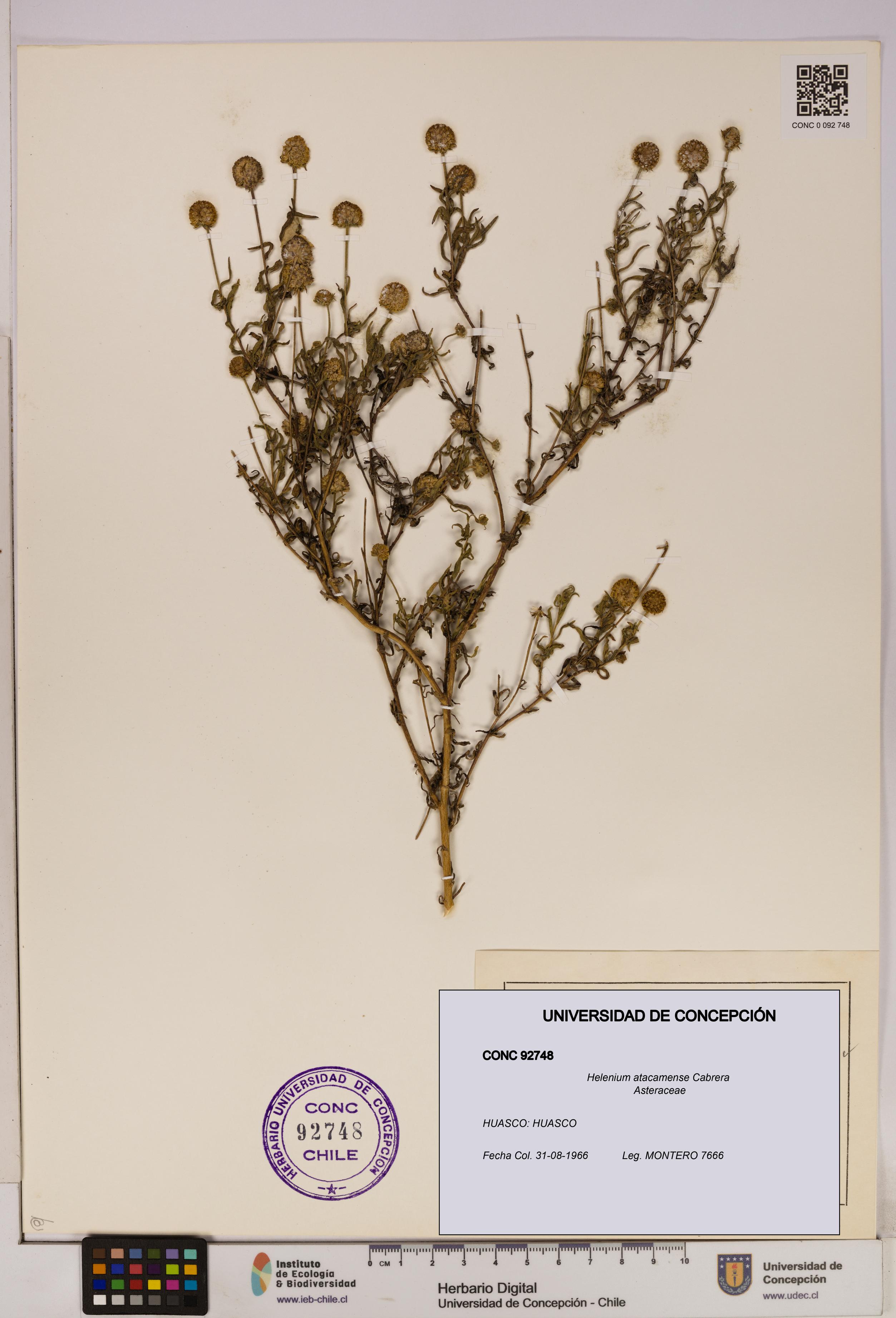 Helenium atacamense [Espécimen: UDEC:CONC:0092748]