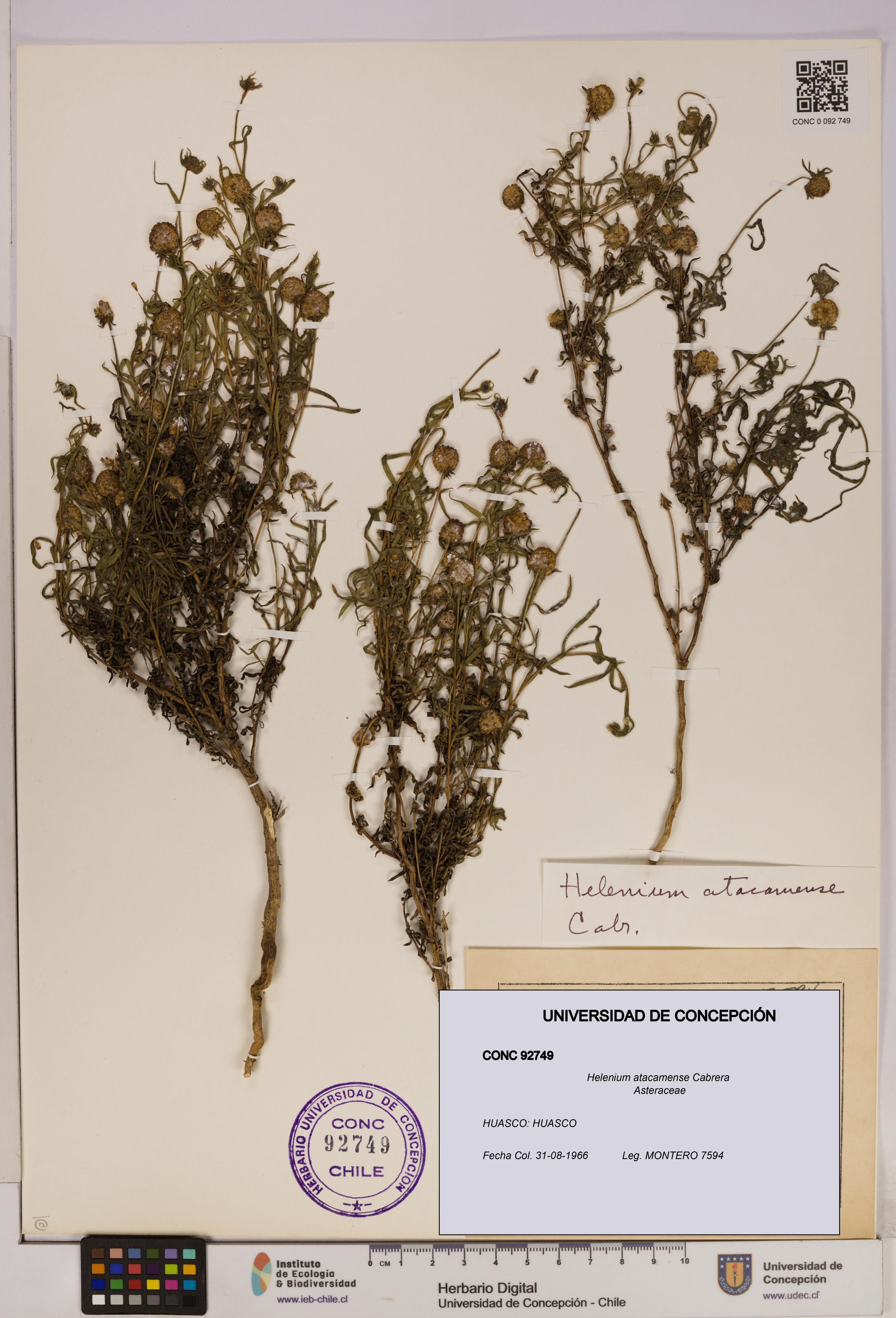 Helenium atacamense [Espécimen: UDEC:CONC:0092749]