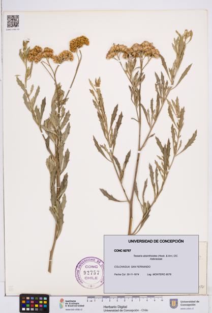 Tessaria absinthioides [Espécimen: ]