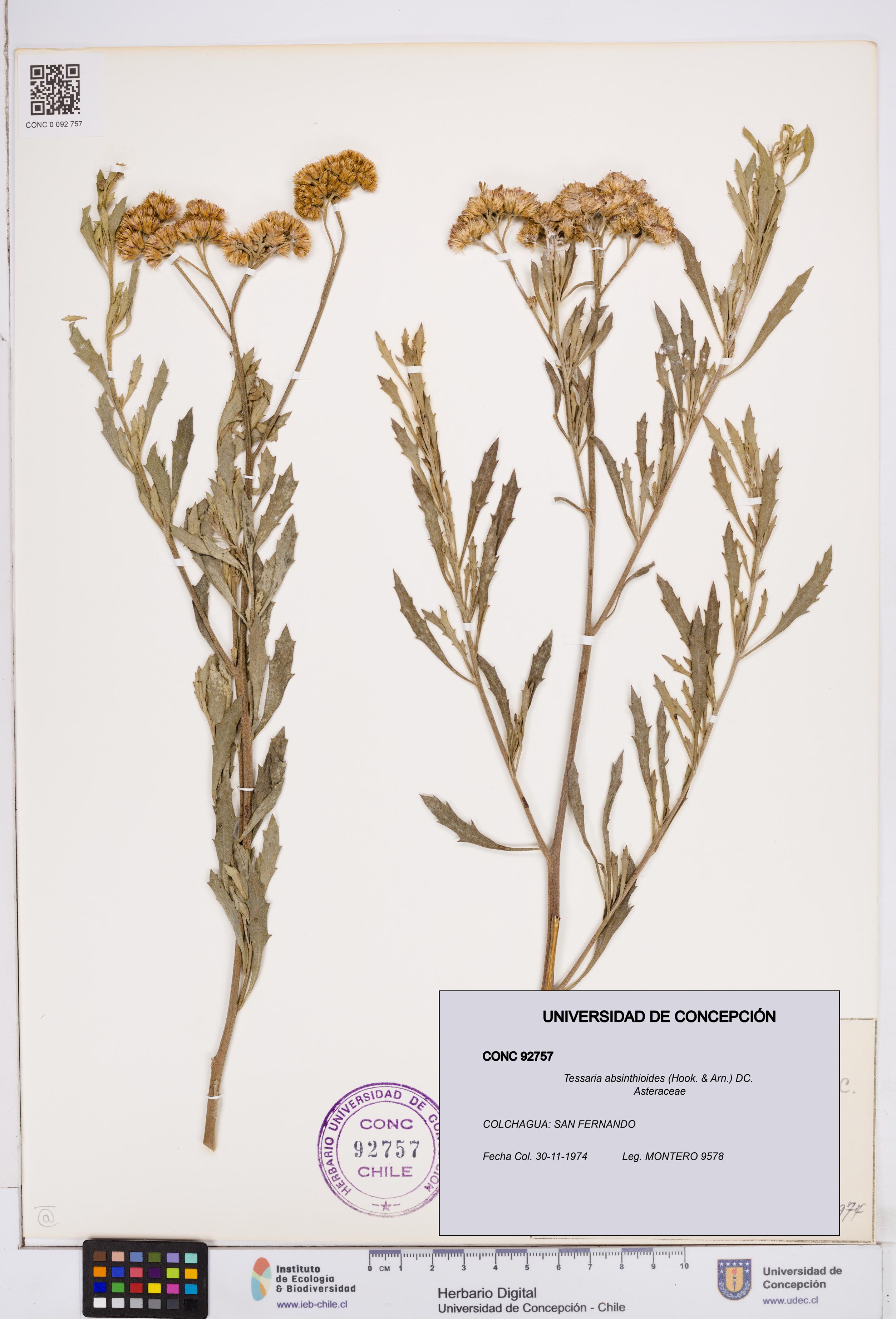 Tessaria absinthioides [Espécimen: ]
