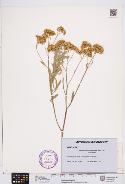 Tessaria absinthioides [Espécimen: ]