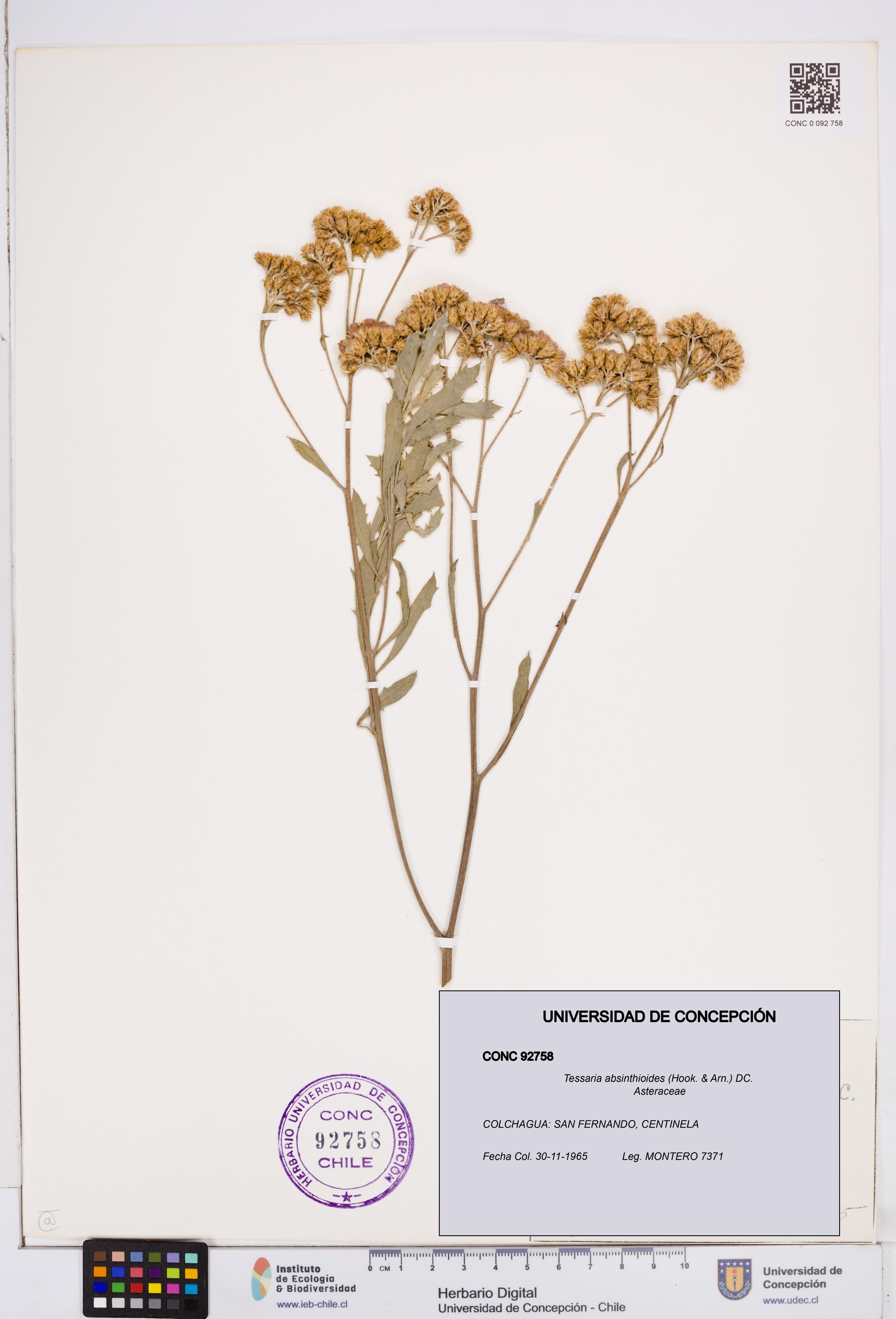 Tessaria absinthioides [Espécimen: ]
