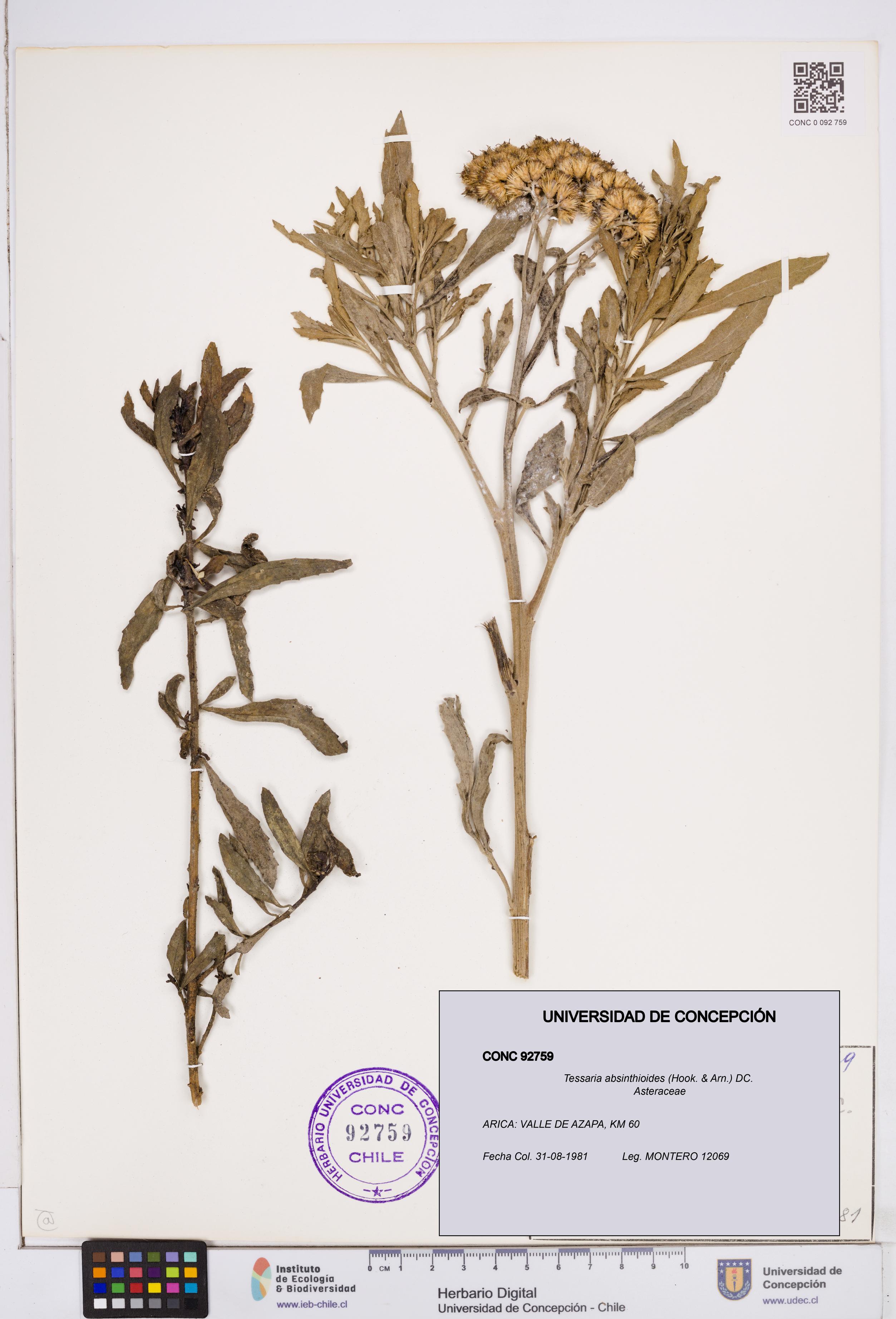 Tessaria absinthioides [Espécimen: ]