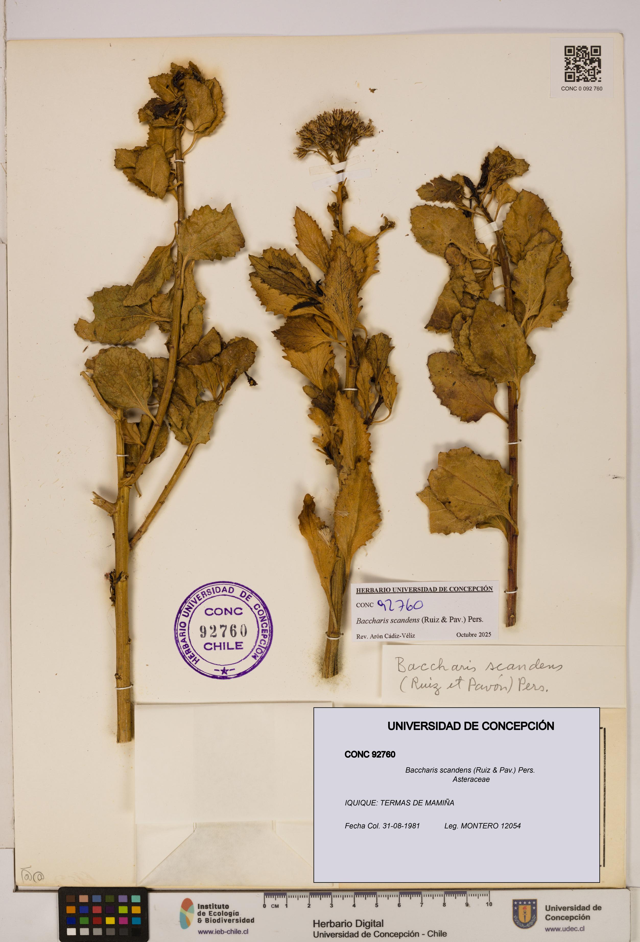 Baccharis scandens [Espécimen: UDEC:CONC:0092760]