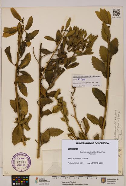 Baccharis scandens [Espécimen: UDEC:CONC:0092761]
