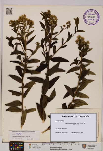 Baccharis racemosa [Espécimen: UDEC:CONC:0092762]