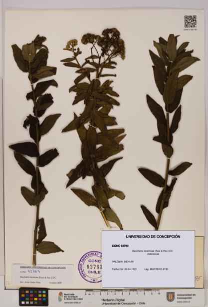 Baccharis racemosa [Espécimen: UDEC:CONC:0092763]