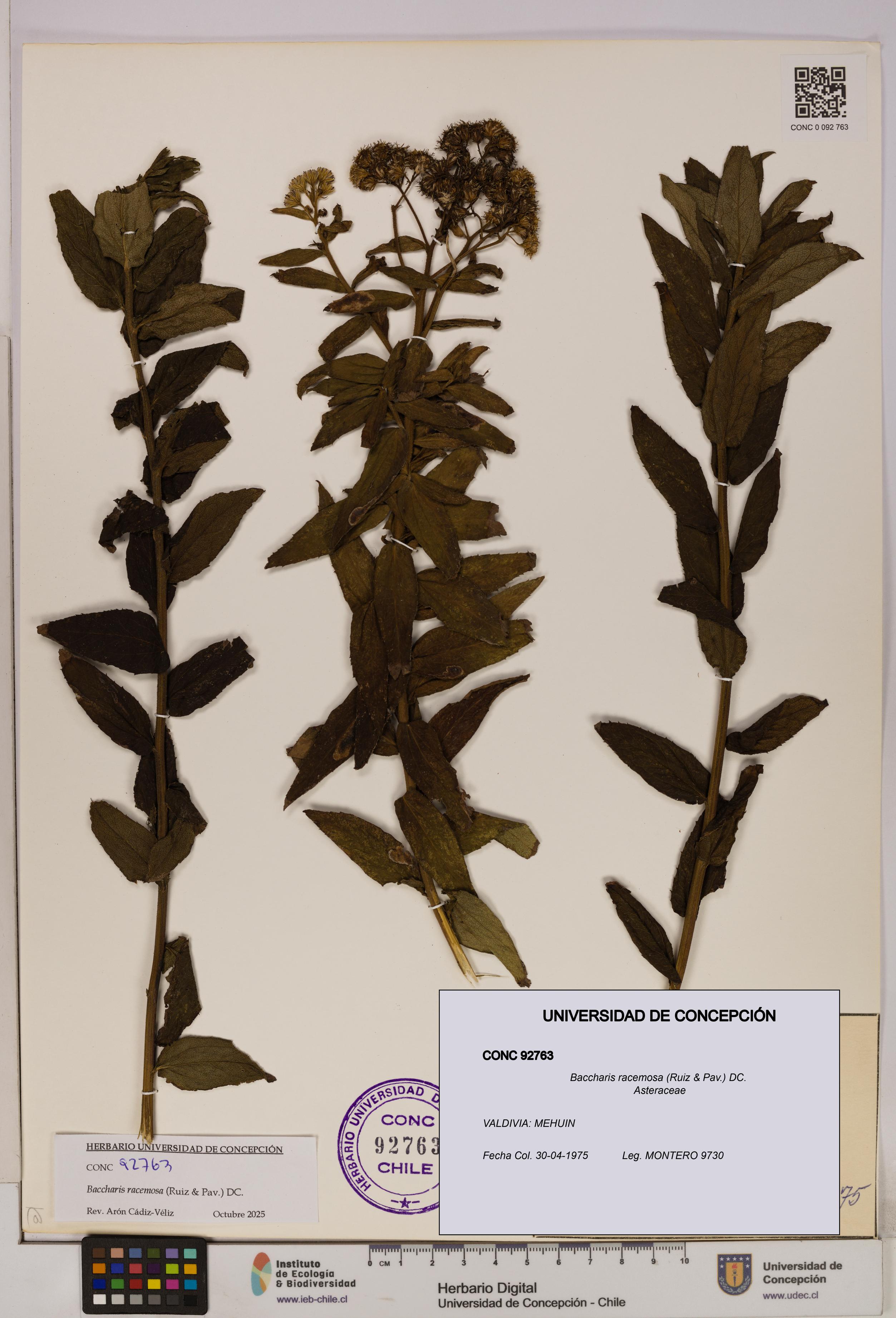 Baccharis racemosa [Espécimen: UDEC:CONC:0092763]