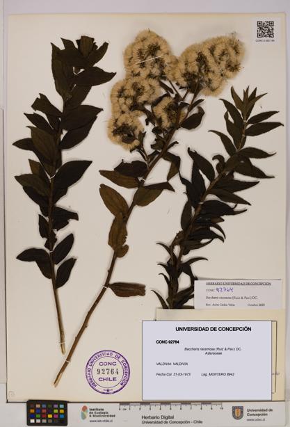 Baccharis racemosa [Espécimen: UDEC:CONC:0092764]