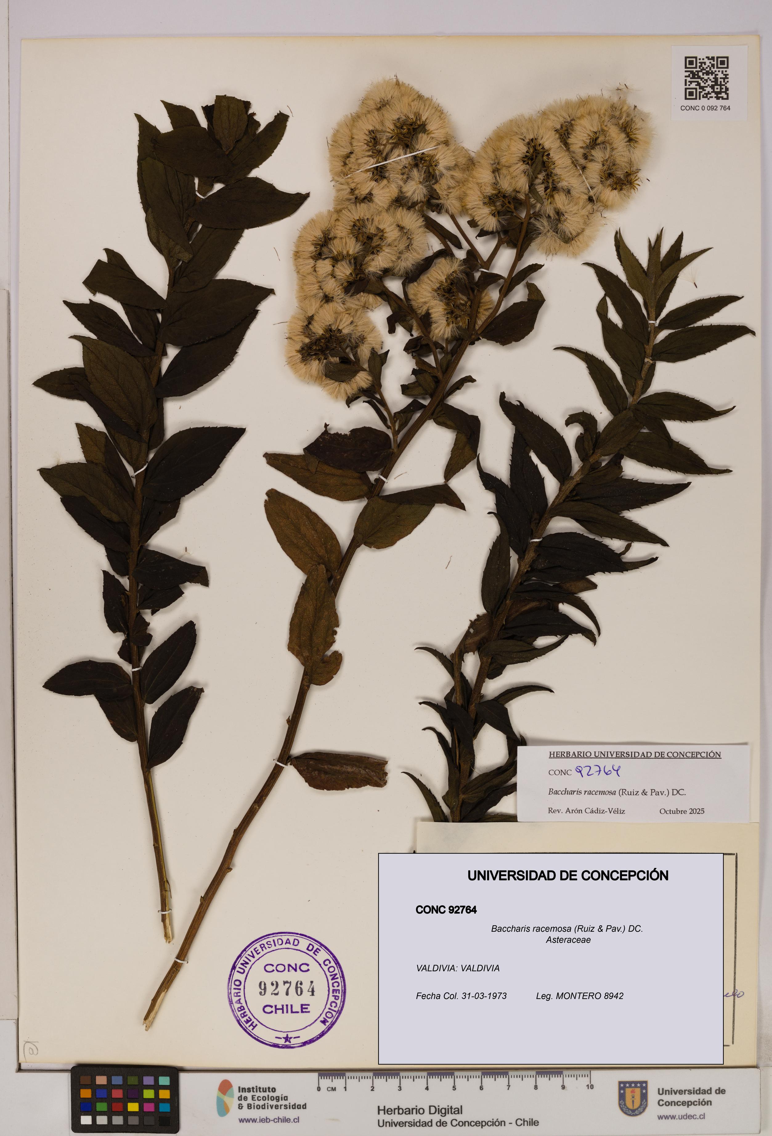 Baccharis racemosa [Espécimen: UDEC:CONC:0092764]