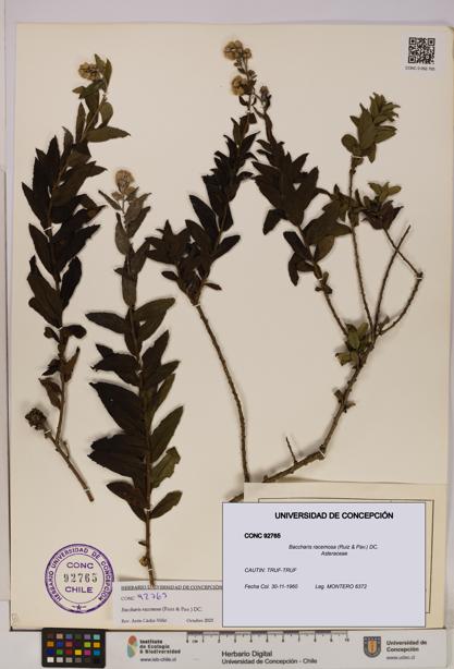 Baccharis racemosa [Espécimen: UDEC:CONC:0092765]