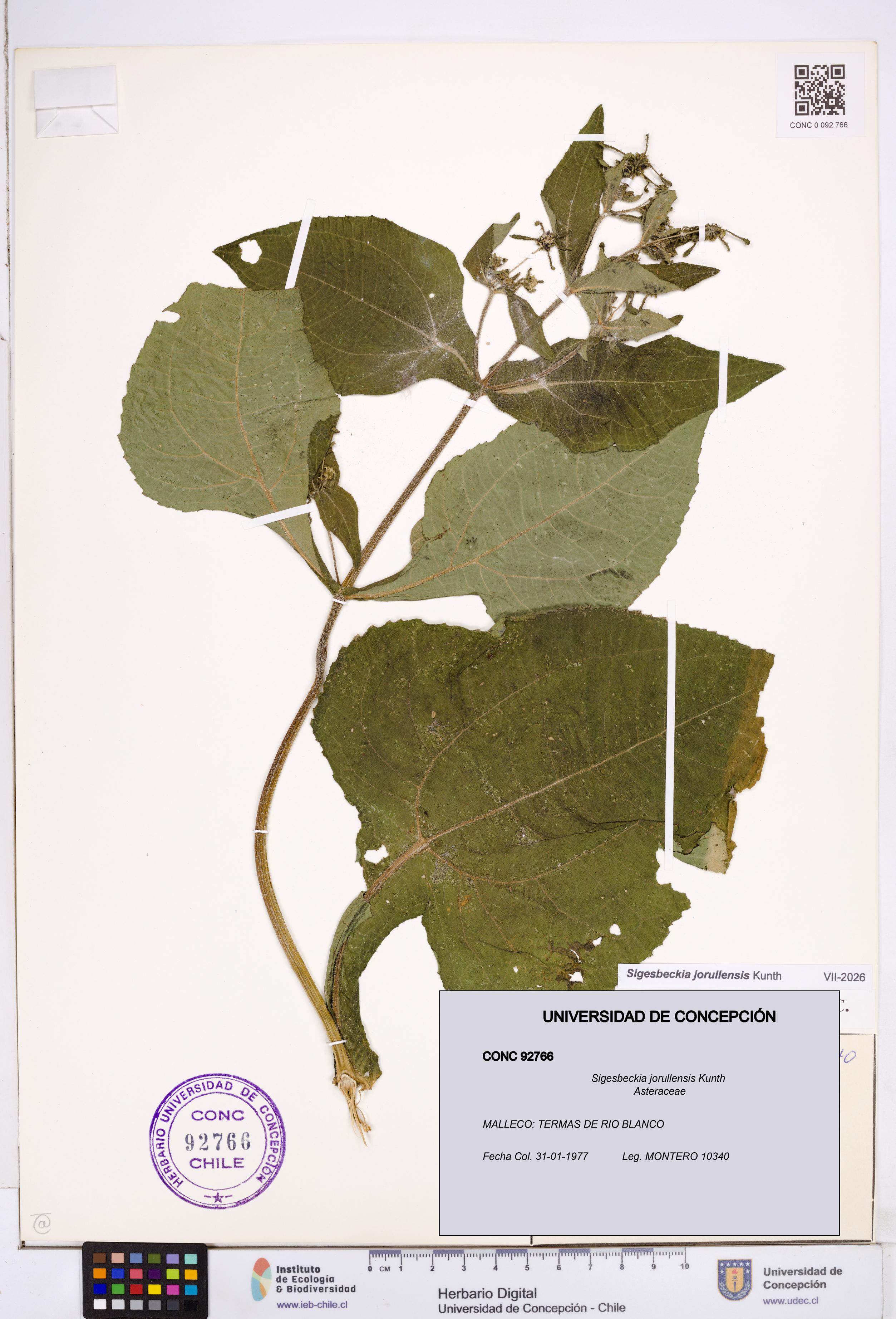 Sigesbeckia jorullensis [Espécimen: ]