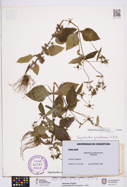 Sigesbeckia jorullensis [Espécimen: ]