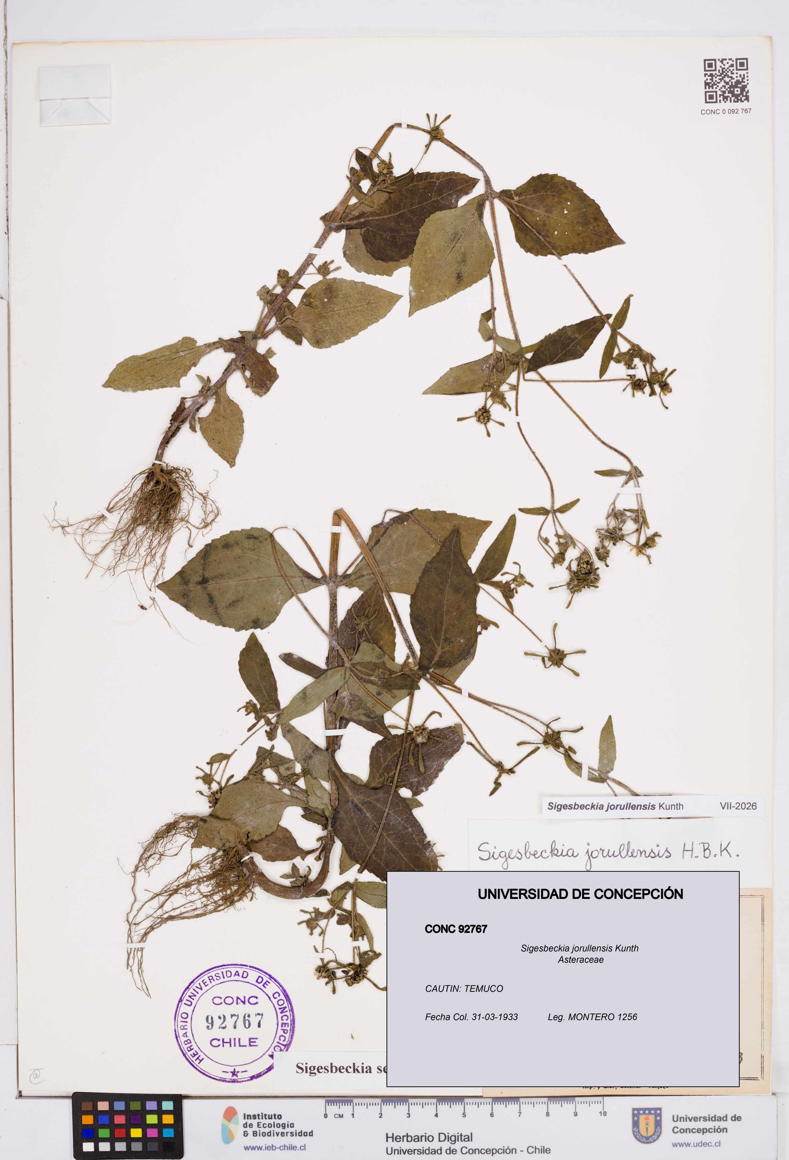 Sigesbeckia jorullensis [Espécimen: ]