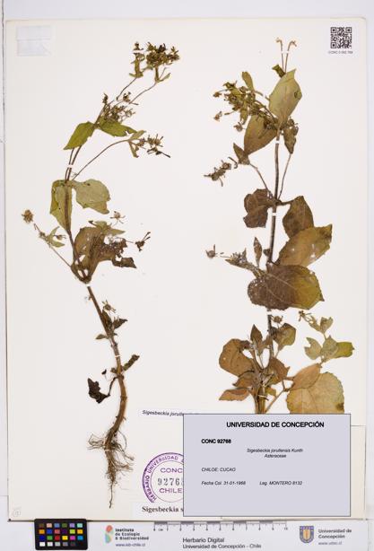 Sigesbeckia jorullensis [Espécimen: ]