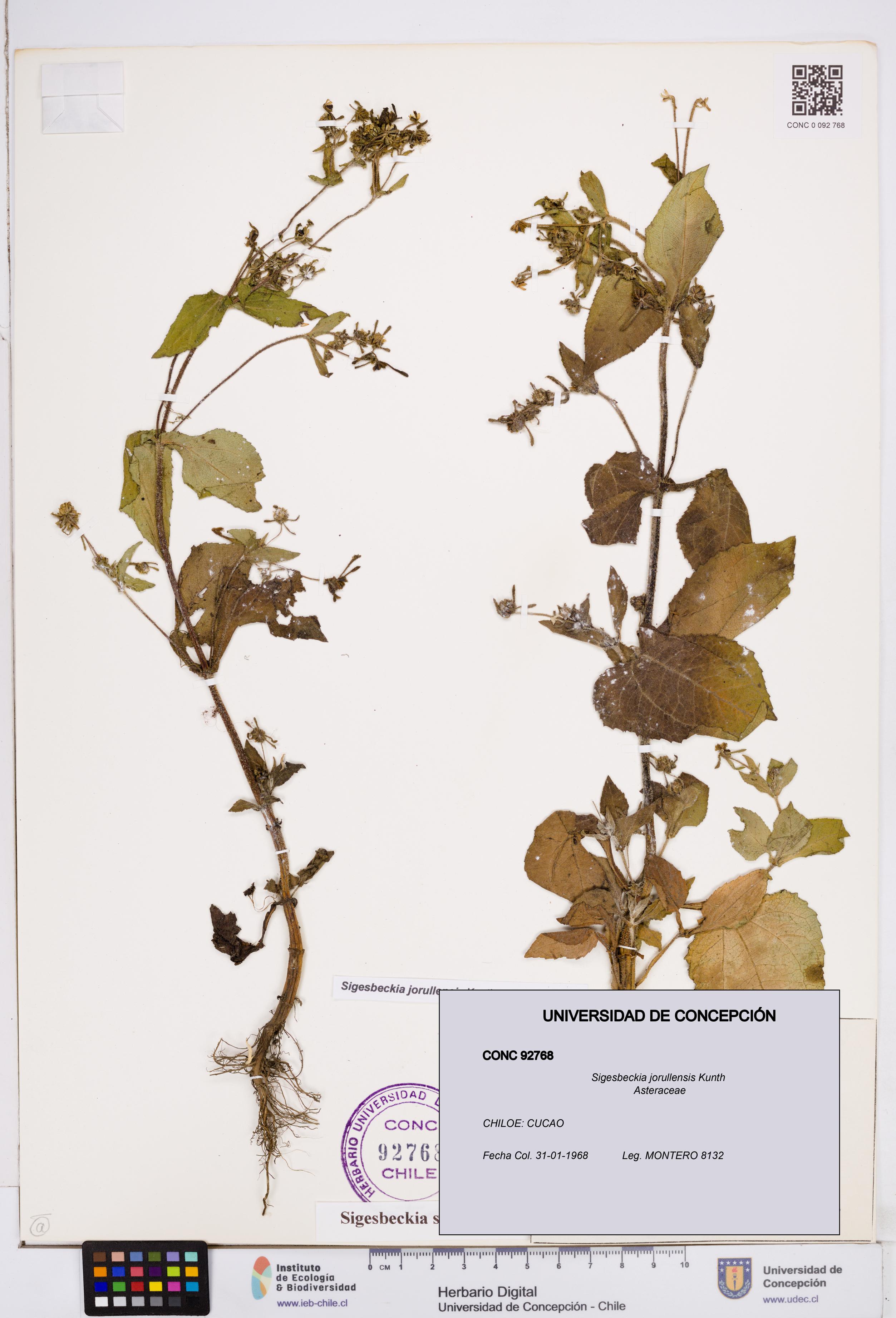 Sigesbeckia jorullensis [Espécimen: ]