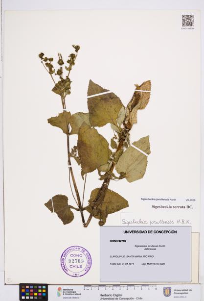 Sigesbeckia jorullensis [Espécimen: ]