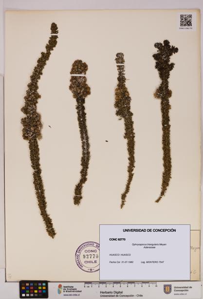 Ophryosporus triangularis [Espécimen: UDEC:CONC:0092770]