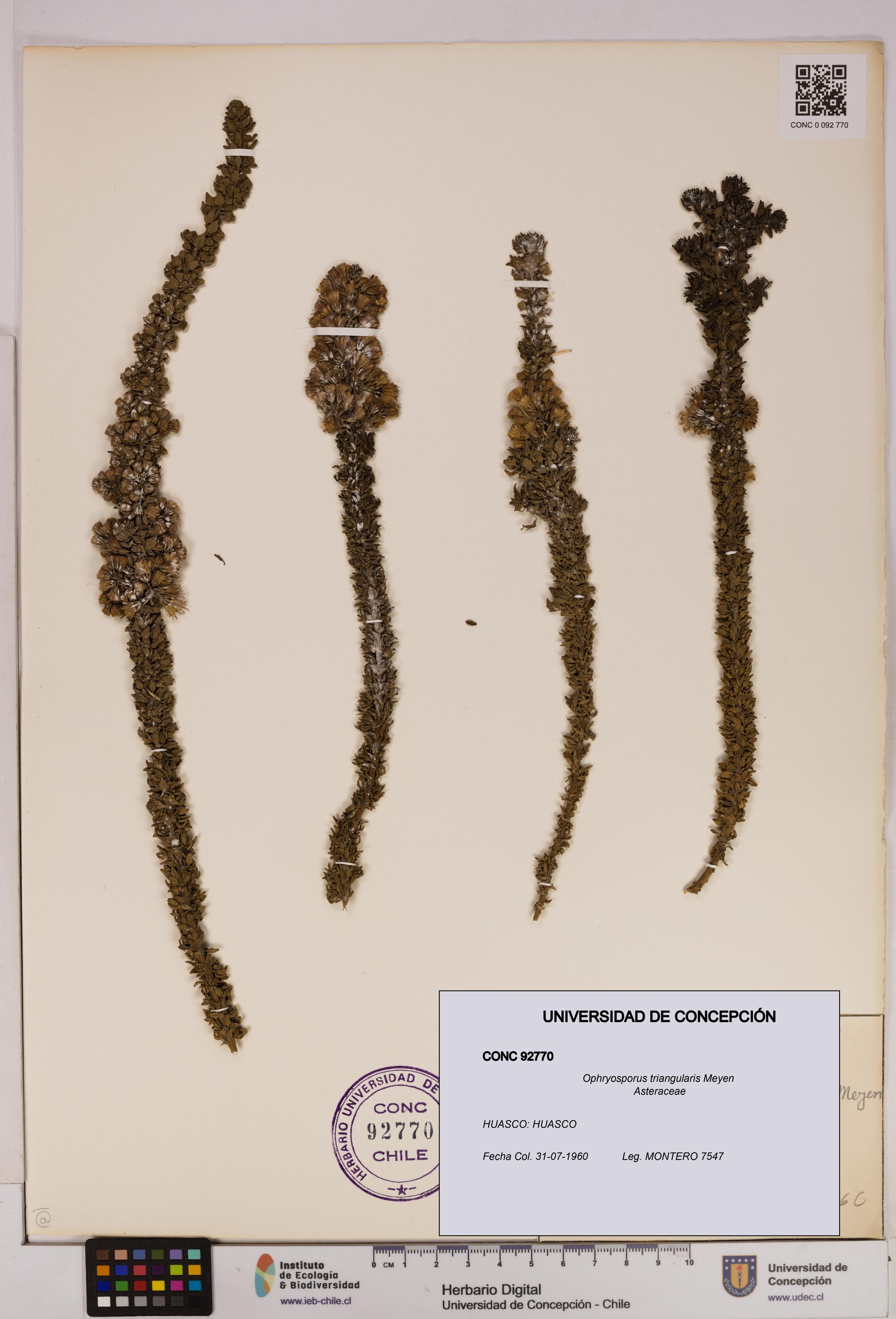 Ophryosporus triangularis [Espécimen: UDEC:CONC:0092770]